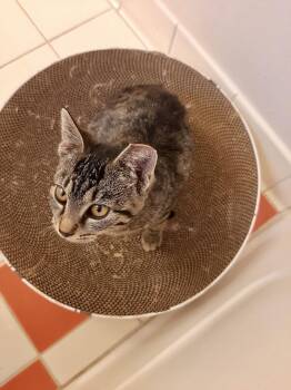 Rescue American Shorthair Cats for Adoption in Elk Grove, California - Bella | PetCurious