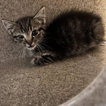 Warren -  Domestic Short Hair Cat for Adoption in Asheville, North Carolina - Warren | PetCurious