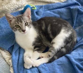 BENNY -  Domestic Short Hair Cat for Adoption in Burbank, California - BENNY | PetCurious