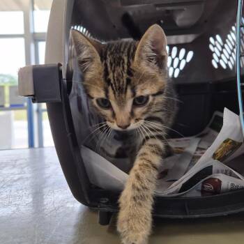 Bubba -  Domestic Short Hair Cat for Adoption in Montgomery, Alabama - Bubba | PetCurious