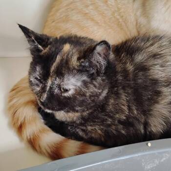 Vivi -  Domestic Short Hair Cat for Adoption in Fairport, New York - Vivi | PetCurious