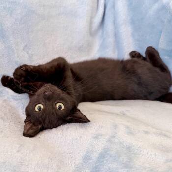 Marianne (Rye) -  Domestic Short Hair Cat for Adoption in Sarasota, Florida - Marianne (Rye) | PetCurious