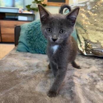 Jolene -  Domestic Short Hair Cat for Adoption in Fairway, Kansas - Jolene | PetCurious