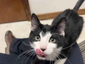 Rescue Domestic Short Hair Cats for Adoption in Berkeley Springs, West Virginia - Grim Reaper (Grim) | PetCurious