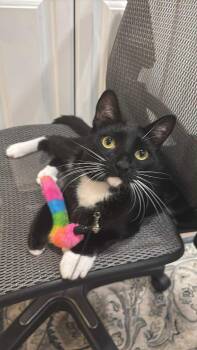 Rescue Domestic Short Hair and Tuxedo Cats for Adoption in Mission Viejo, California - Shadow | PetCurious