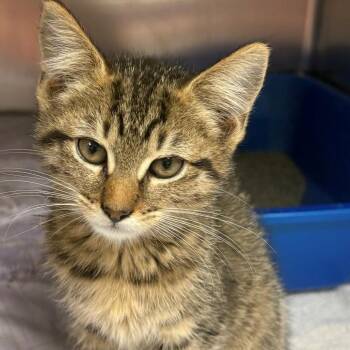 Cindy -  Domestic Short Hair Cat for Adoption in East Hanover, New Jersey - Cindy | PetCurious