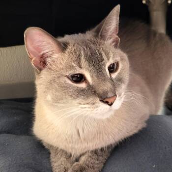 Pip & Squeak -  Siamese Cat for Adoption in Grayslake, Illinois - Pip & Squeak | PetCurious
