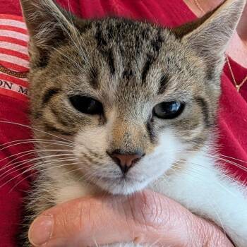 Domestic Short Hair Cats Available for Adoption in Calverton, New York - Happy | PetCurious