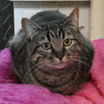 Domestic Short Hair Cats Available for Adoption in Brea, California - Rebel | PetCurious