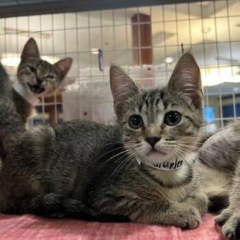 Stapler -  Domestic Short Hair Cat for Adoption in Richmond, Virginia - Stapler | PetCurious