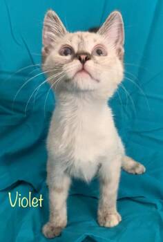 Violet -  Siamese Cat for Adoption in Dixon, California - Violet | PetCurious