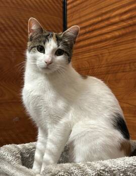 Rescue Calico and Domestic Short Hair Cats for Adoption in Canton, Massachusetts - Nova | PetCurious