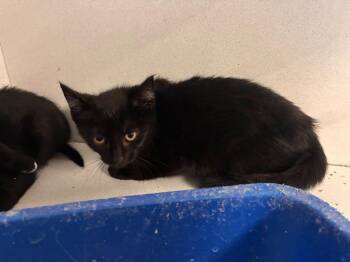 Rocky -  Domestic Short Hair Cat for Adoption in New Kensington, Pennsylvania - Rocky | PetCurious