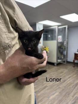 LONER -  Domestic Short Hair Cat for Adoption in Conway, Arkansas - LONER | PetCurious