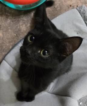 Cody -  Domestic Short Hair Cat for Adoption in Evans, Georgia - Cody | PetCurious
