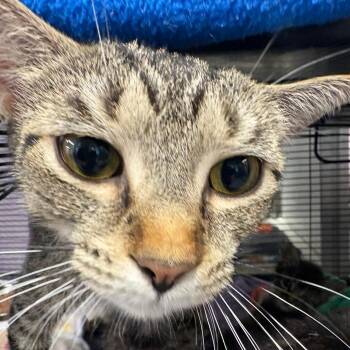 Castle -  Domestic Short Hair Cat for Adoption in Binghamton, New York - Castle | PetCurious