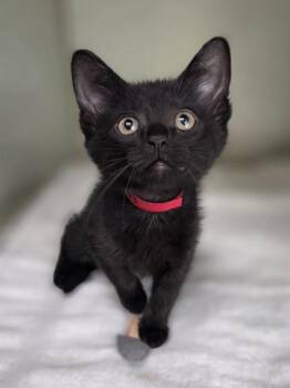 Domestic Short Hair Cats Available for Adoption in Westland, Michigan - Daydream | PetCurious