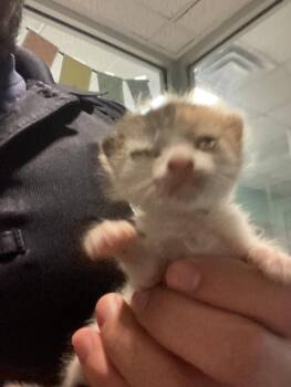 KELLY -  Domestic Short Hair Cat for Adoption in Dallas, Texas - KELLY | PetCurious
