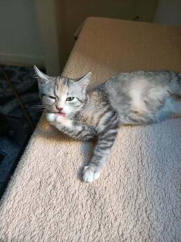 Nour -  Egyptian Mau and Bengal Cat for Adoption in Wolcott, Connecticut - Nour | PetCurious