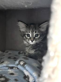 Alphine -  Domestic Short Hair Cat for Adoption in Muskegon, Michigan - Alphine | PetCurious