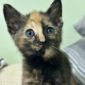 Laten -  Domestic Short Hair Cat for Adoption in Columbiana, Alabama - Laten | PetCurious