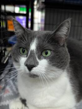 Domestic Short Hair Cats Available for Adoption in St. Cloud, Minnesota - Stormie | PetCurious