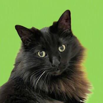 Rosa -  Domestic Long Hair and Maine Coon Cat for Adoption in East Lansing, Michigan - Rosa | PetCurious