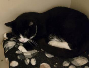 Justice -  Domestic Short Hair Cat for Adoption in Windsor, Connecticut - Justice | PetCurious