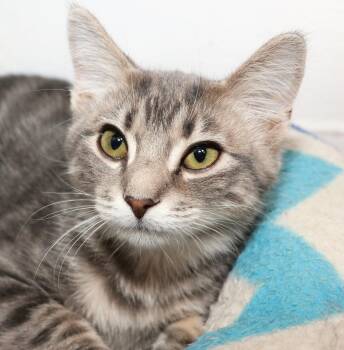 Gelato -  Domestic Short Hair Cat for Adoption in Cincinnati, Ohio - Gelato | PetCurious