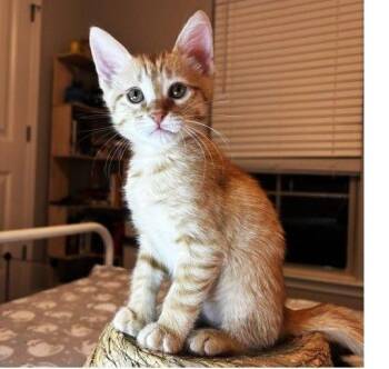 Gator -  Domestic Short Hair Cat for Adoption in Lafayette, Louisiana - Gator | PetCurious