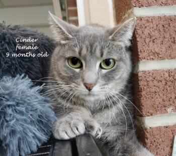 Tabby Cats Available for Adoption in Euclid, Ohio - Cinder | PetCurious