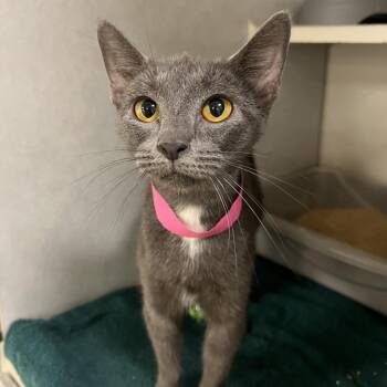 Destiny -  Domestic Short Hair Cat for Adoption in Fairport, New York - Destiny | PetCurious