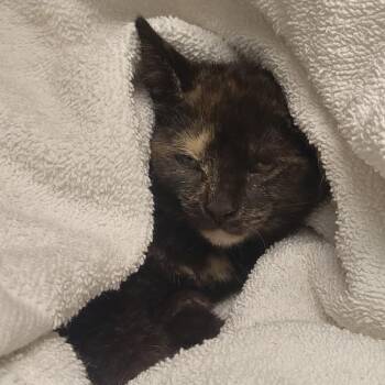 Autumn -  Domestic Short Hair Cat for Adoption in Harrisonburg, Virginia - Autumn | PetCurious