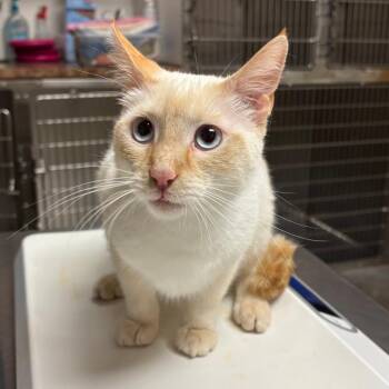 Jack Daniels -  Siamese Cat for Adoption in Ottawa, Kansas - Jack Daniels | PetCurious