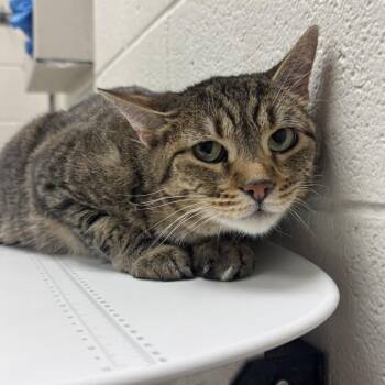 Kiwi -  Domestic Short Hair Cat for Adoption in Murray, Utah - Kiwi | PetCurious