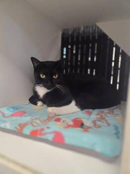 LUCKY STAR -  Domestic Short Hair Cat for Adoption in Palmetto, Florida - LUCKY STAR | PetCurious
