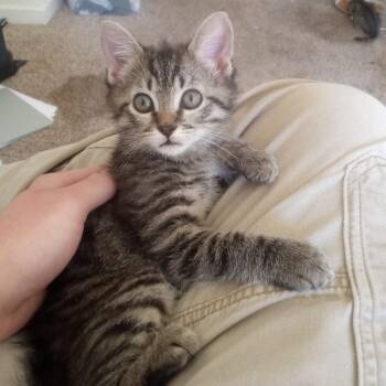 Tabby Cats Available for Adoption in Columbia, South Carolina - Dorky | PetCurious