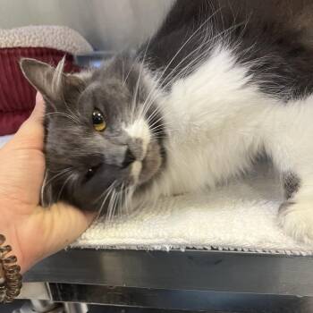 Bluey -  Domestic Medium Hair Cat for Adoption in Charlottesville, Virginia - Bluey | PetCurious