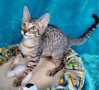 Maxine -  Domestic Short Hair Cat for Adoption in Greenville, Illinois - Maxine | PetCurious