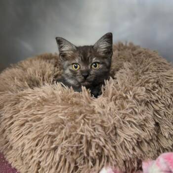 Redoo -  Domestic Medium Hair Cat for Adoption in San Jacinto, California - Redoo | PetCurious