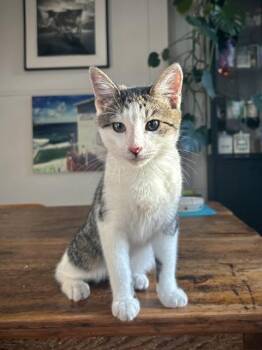 Bam & Joker -  Domestic Short Hair Cat for Adoption in Florham Park, New Jersey - Bam & Joker | PetCurious