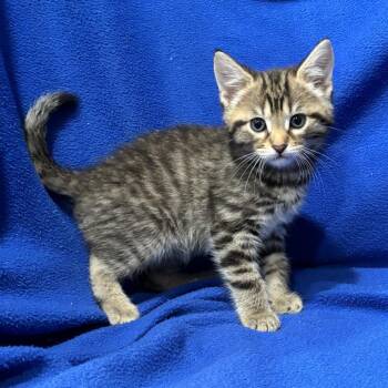 Domestic Short Hair Cats Available for Adoption in Smithville, Tennessee - Ducky | PetCurious
