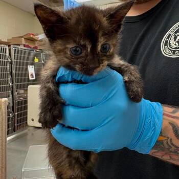 Domestic Short Hair Cats Available for Adoption in Bastrop, Texas - Mj 26-05-121 | PetCurious