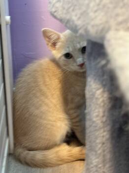 Rescue Domestic Short Hair Cats for Adoption in New Cumberland, West Virginia - Liam | PetCurious
