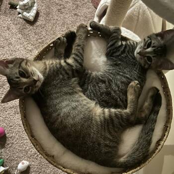 Kipper -  Domestic Short Hair Cat for Adoption in South Burlington, Vermont - Kipper | PetCurious