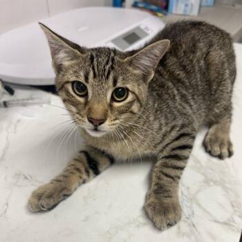 Durkio -  Domestic Short Hair Cat for Adoption in St. Louis, Missouri - Durkio | PetCurious