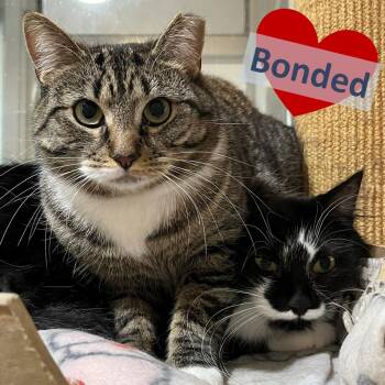 Rescue Domestic Short Hair Cats for Adoption in Ashland, Massachusetts - Itsy & Puff | PetCurious