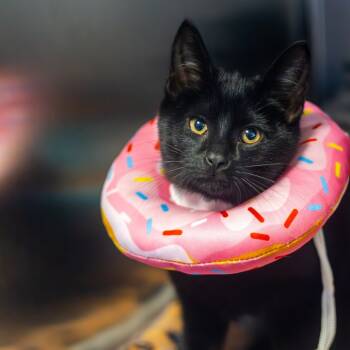 Rescue Domestic Short Hair Cats for Adoption in Wilmington, Delaware - Lucipurr | PetCurious