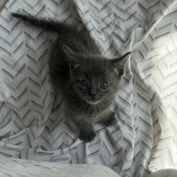 Domestic Short Hair Cats Available for Adoption in West Olive, Michigan - Lewis | PetCurious