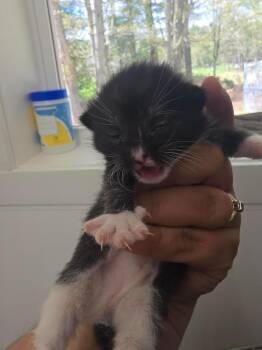 Music -  Domestic Short Hair Cat for Adoption in Glenfield, New York - Music | PetCurious